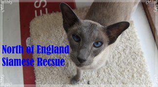 North of England Siamese Rescue